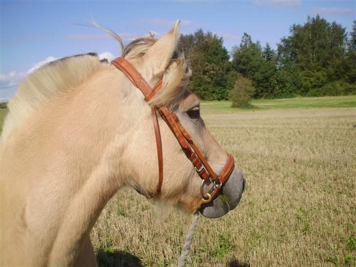 Fjordhest Juma RIP d.8/3-11 billede 3