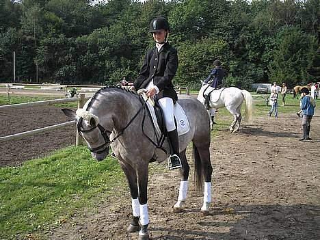 Hollandsk Sportspony Matsjo van't Spanenland (Solgt) - smukke matsjo og christine, de er sådan et smukt par <3 billede 13