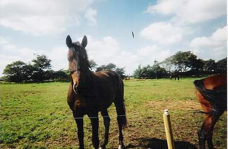 Dansk Varmblod a´kong (solgt) billede 1