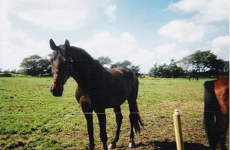 Dansk Varmblod a´kong (solgt) billede 2