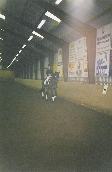 Dansk Varmblod a´kong (solgt) billede 3