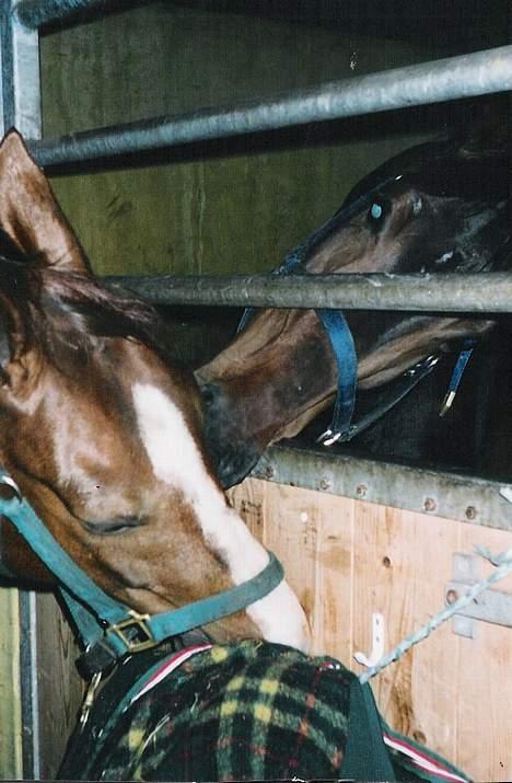 Dansk Varmblod a´kong (solgt) billede 5