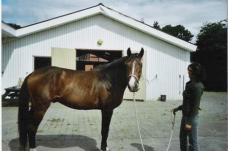 Dansk Varmblod Munkebjergs Faberge billede 2
