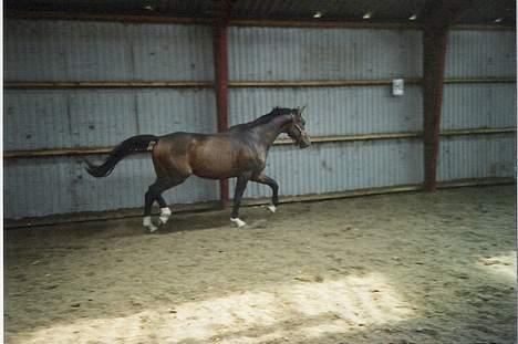 Dansk Varmblod Munkebjergs Faberge billede 3