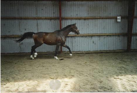 Dansk Varmblod Munkebjergs Faberge billede 4