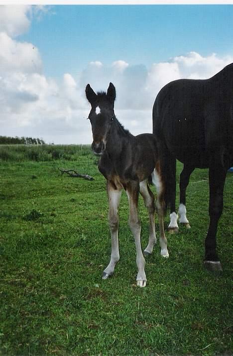 Traver Oventus  (solgt) billede 11