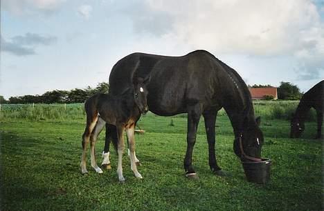 Traver Oventus  (solgt) billede 12