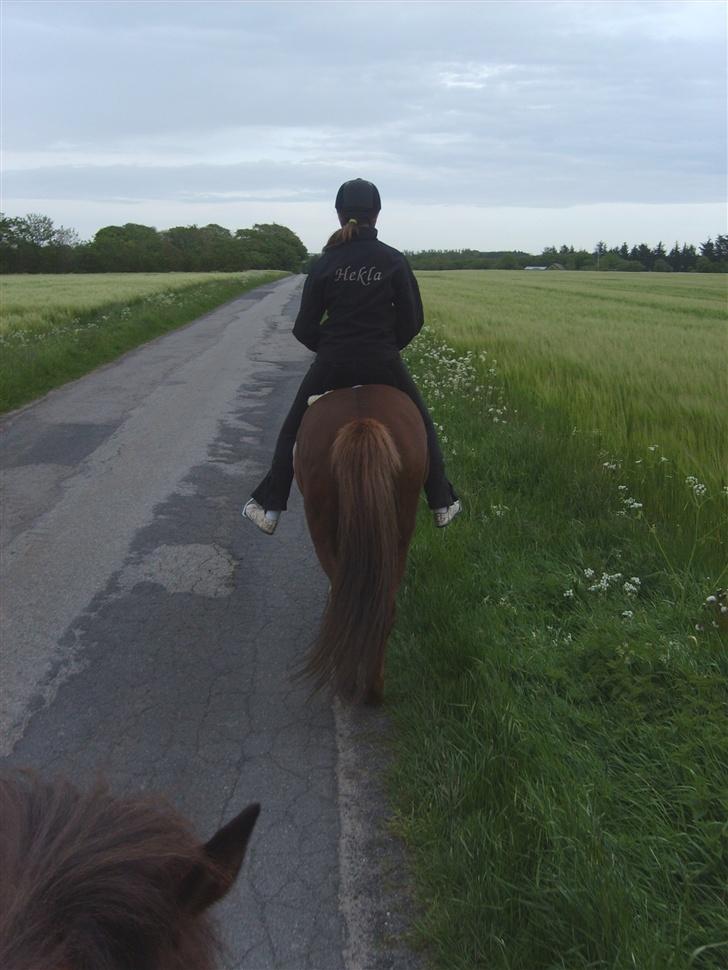 Islænder Sandra fra Gl.Essendrup SOLGT - når enden er god er alting godt :D billede 20