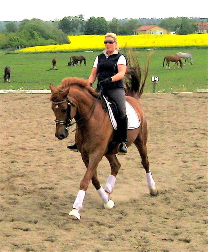 Trakehner Hannibal R.I.P billede 8