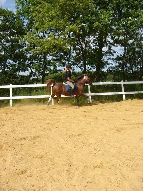 Anden særlig race Sandra [solgt/DØD] <3 - turpo ponyen i gallop billede 15