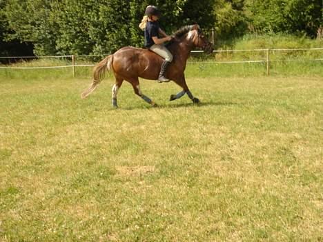 Anden særlig race Sandra [solgt/DØD] <3 - gallop uden sadel billede 16