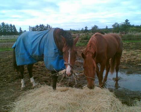 Dansk Varmblod Munkebjergs Faberge billede 5