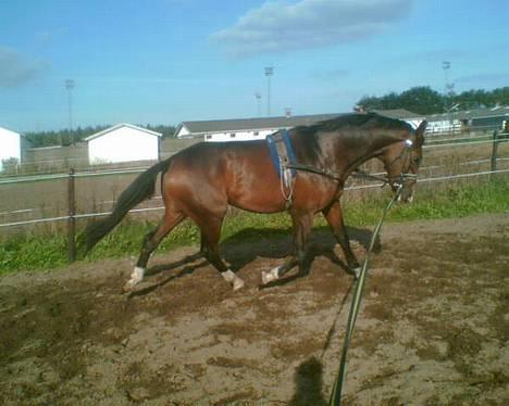 Dansk Varmblod Munkebjergs Faberge billede 6