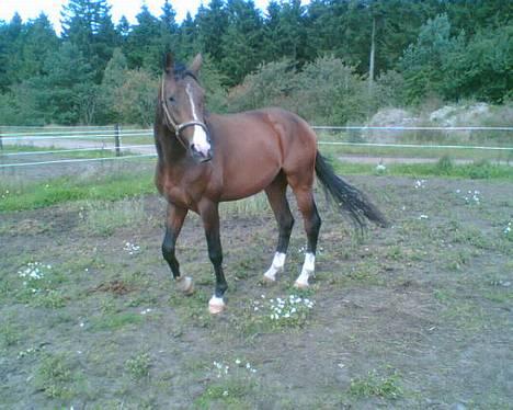 Dansk Varmblod Munkebjergs Faberge billede 7