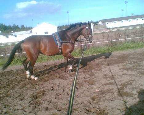 Dansk Varmblod Munkebjergs Faberge billede 8