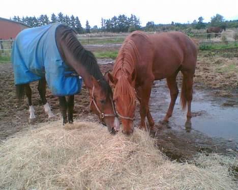 Dansk Varmblod Munkebjergs Faberge billede 10