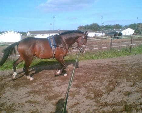 Dansk Varmblod Munkebjergs Faberge billede 9