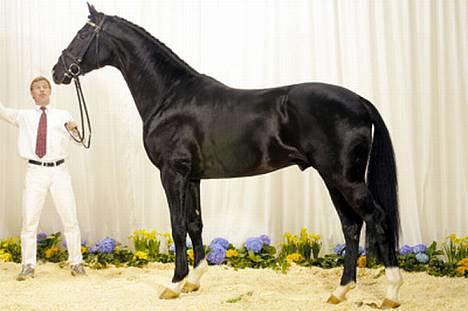 Dansk Varmblod Munkebjergs Faberge - faberges far de noir billede 18