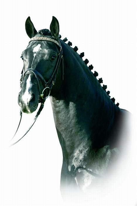 Dansk Varmblod Munkebjergs Faberge - de noir faberges far. billede 19