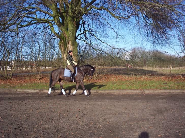 Trakehner Goldenas ( SOLGT)- R.I.P. - dressur oppe på banen. Febuar 09 billede 2