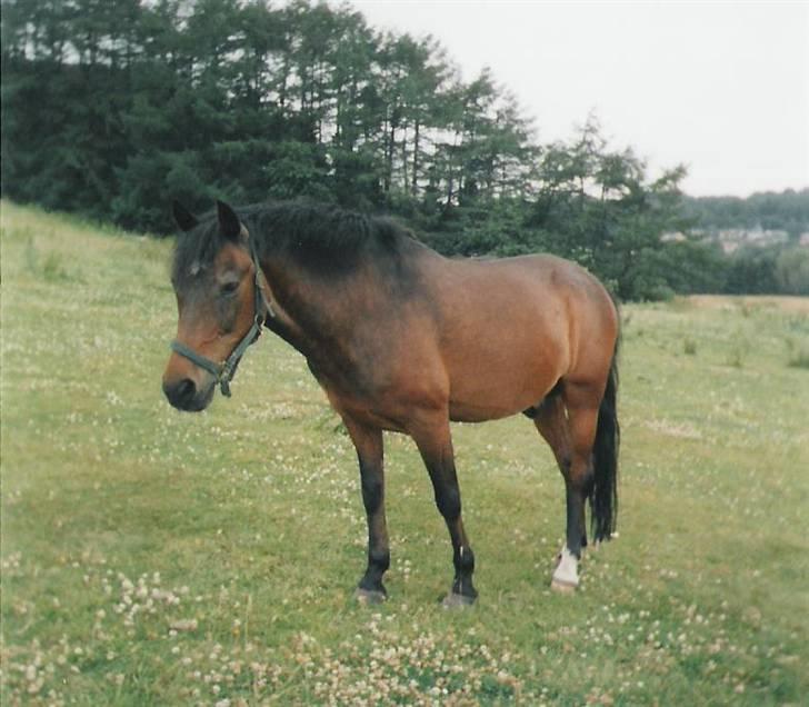 DSP Lux (R.I.P) - Lux på sommergræs i Ry 2006 (Foto: Mig) billede 12