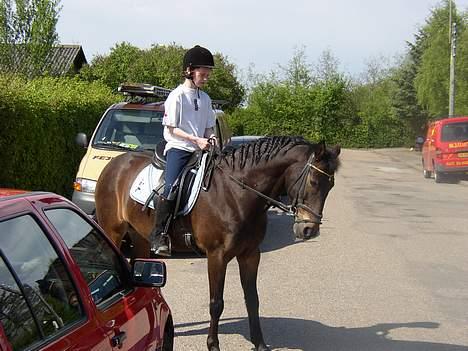 Anden særlig race Katrinebjergs Kreon†2006† -  (20)  og deher er til min ejers fødselsdag=0D billede 20