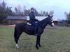 Oldenborg Beauty [Tidl. hest]
