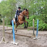 Hannoveraner Dirty Harry