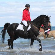 Welsh Partbred (Sec F) Chili's Zappa