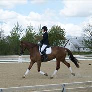 Anden særlig race AMINA