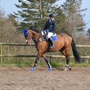 Dansk Varmblod Gustave Eiffel