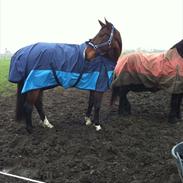 Dansk Varmblod Gustave Eiffel