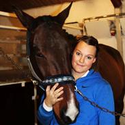 Dansk Varmblod Gustave Eiffel