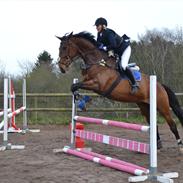 Dansk Varmblod Gustave Eiffel