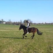 Welsh Cob (sec D) Låddenhøjs Donnovan [Tidl. Part]