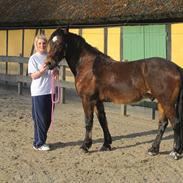 Welsh Cob (sec D) Låddenhøjs Donnovan [Tidl. Part]