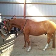 DSP Castello Af Ørnagergård