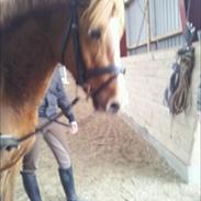 DSP Castello Af Ørnagergård