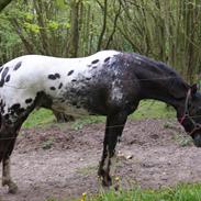 Knabstrupper svadilfare