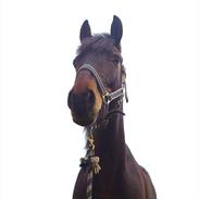 Hollandsk Sportspony Jumper.. BIDLØS! <3