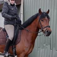 Pinto Chevál Tobiano