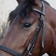 Pinto Chevál Tobiano