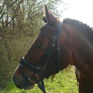 Welsh Pony af Cob-type (sec C) Connor