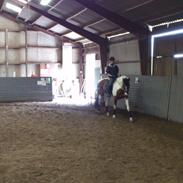 Anden særlig race Delight