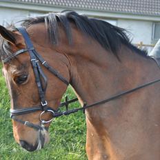 Svensk Varmblod Queens Dandelion(Lille Bjørn)*B-Pony*