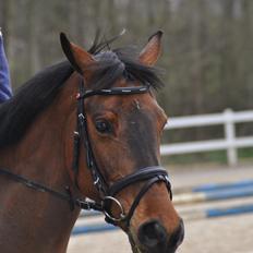 Svensk Varmblod Queens Dandelion(Lille Bjørn)*B-Pony*