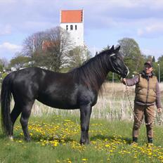 Anden særlig race Gazella RIP