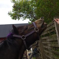 Welsh Mountain (sec A) // My Star // Josefine..!<3