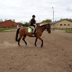 Dansk Varmblod Twiggi  "Prinsessen"<3
