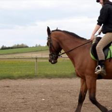 Dansk Varmblod Twiggi  "Prinsessen"<3